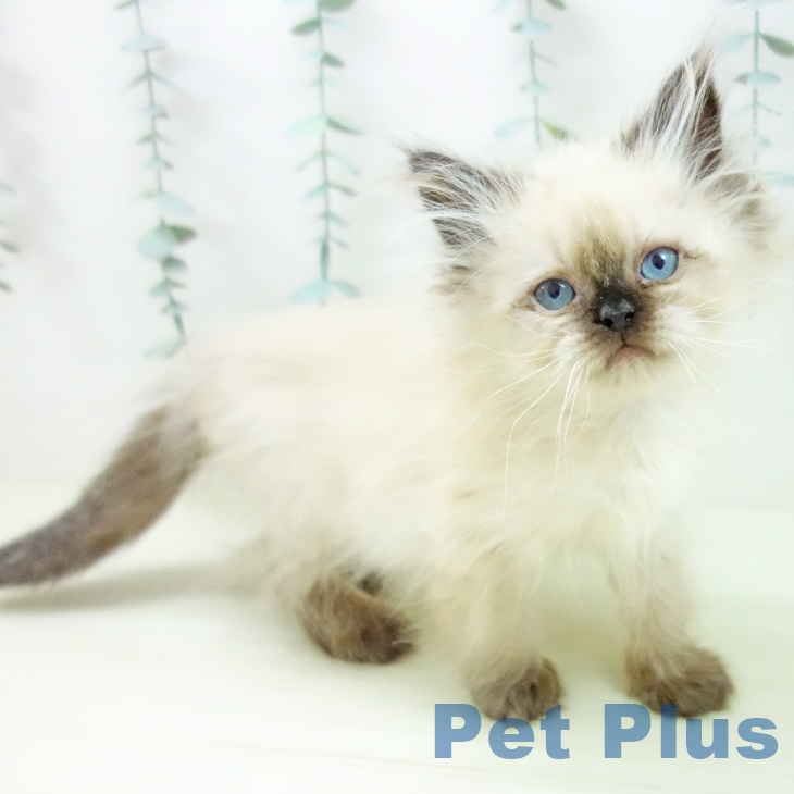 三重県のヒマラヤン (ペットプラス 鈴鹿店/2025年10月29日生まれ/女の子/シールポイント)の子猫の1枚目の画像