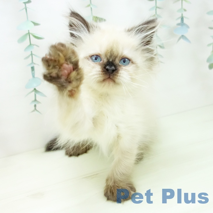 三重県のヒマラヤン (ペットプラス 鈴鹿店/2025年10月29日生まれ/女の子/シールポイント)の子猫の2枚目の画像