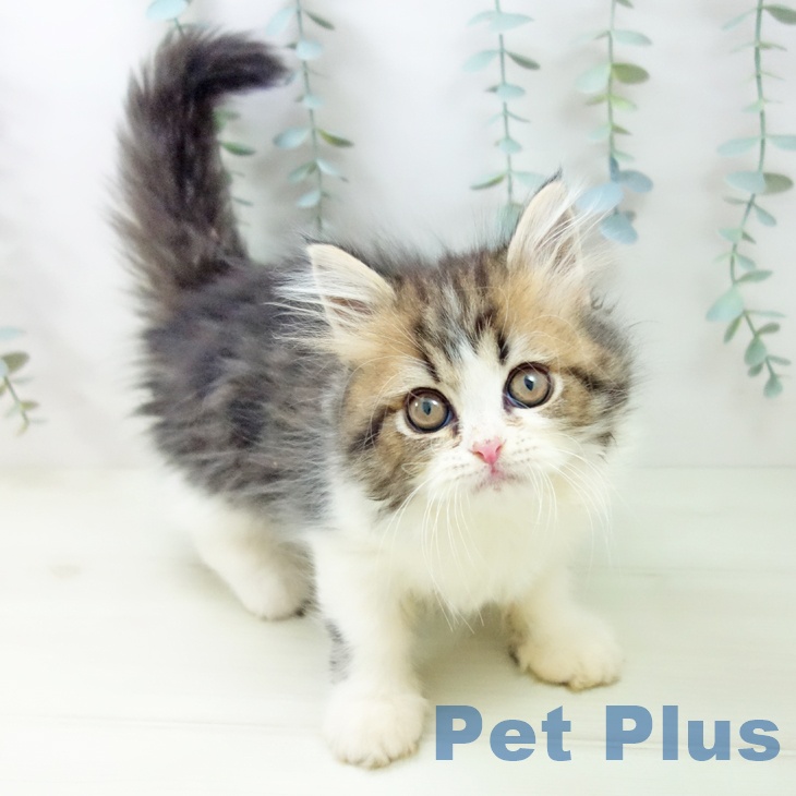 愛知県のペルシャ (ペットプラス mozoワンダーシティ店/2025年11月1日生まれ/男の子/ブラウンタビーホワイト)の子猫の1枚目の画像