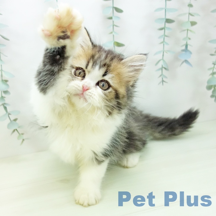 愛知県のペルシャ (ペットプラス mozoワンダーシティ店/2025年11月1日生まれ/男の子/ブラウンタビーホワイト)の子猫の2枚目の画像