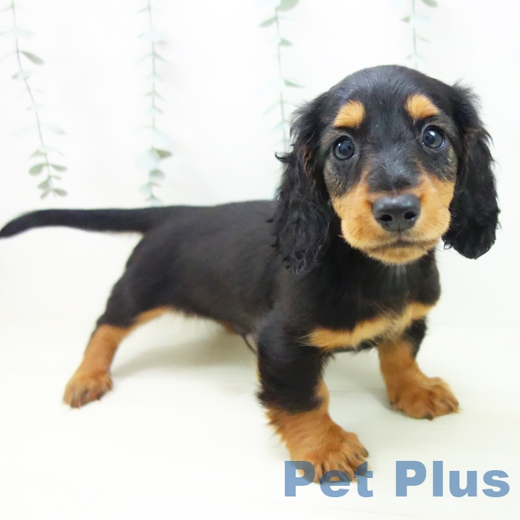 愛知県のミニチュアダックスフンド(ロング) (ペットプラス イオンモール豊川店/2025年11月12日生まれ/男の子/ブラックタン)の子犬の1枚目の画像