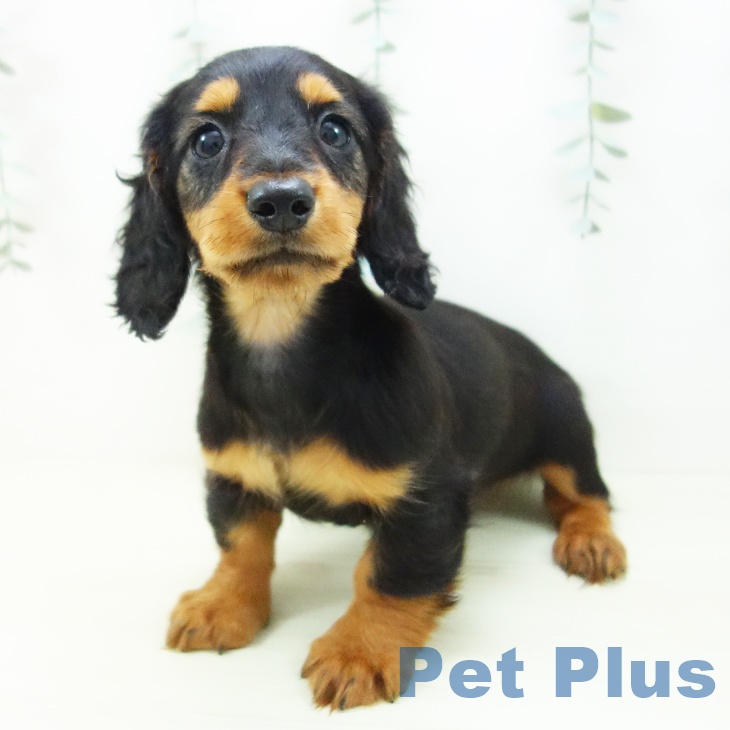 愛知県のミニチュアダックスフンド(ロング) (ペットプラス イオンモール豊川店/2025年11月12日生まれ/男の子/ブラックタン)の子犬の2枚目の画像