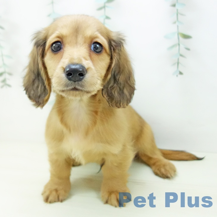 愛知県のミニチュアダックスフンド(ロング) (ペットプラス 岡崎店/2025年11月12日生まれ/男の子/シェーデットイエロー)の子犬の1枚目の画像