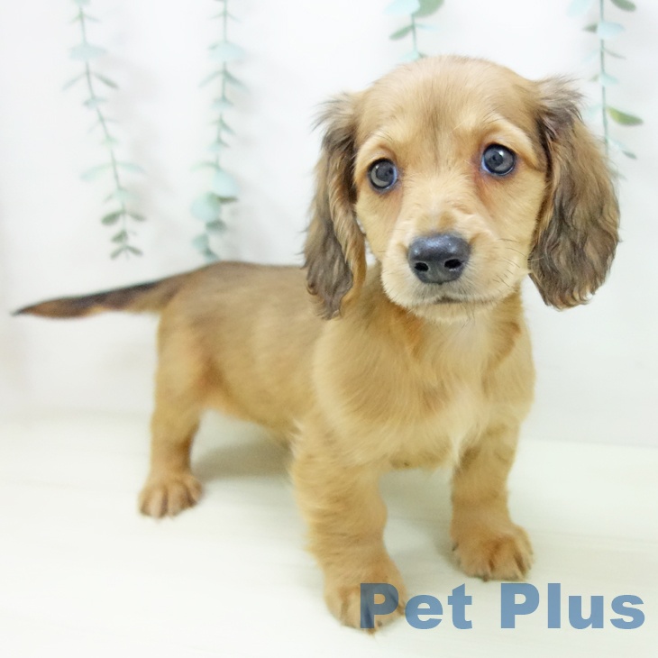 愛知県のミニチュアダックスフンド(ロング) (ペットプラス 岡崎店/2025年11月12日生まれ/男の子/シェーデットイエロー)の子犬の2枚目の画像