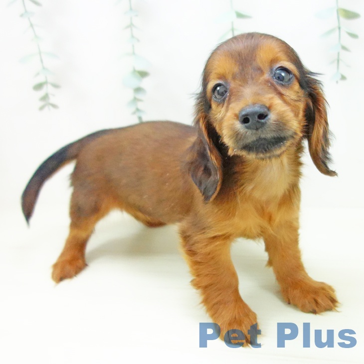 岐阜県のミニチュアダックスフンド(ロング) (ペットプラス 各務原店/2025年11月12日生まれ/女の子/レッド)の子犬の2枚目の画像