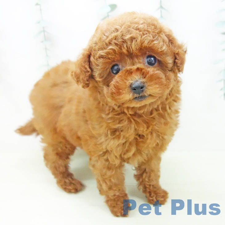 石川県のトイプードル(トイ) (ペットプラス 白山店/2025年11月12日生まれ/女の子/レッド)の子犬の1枚目の画像