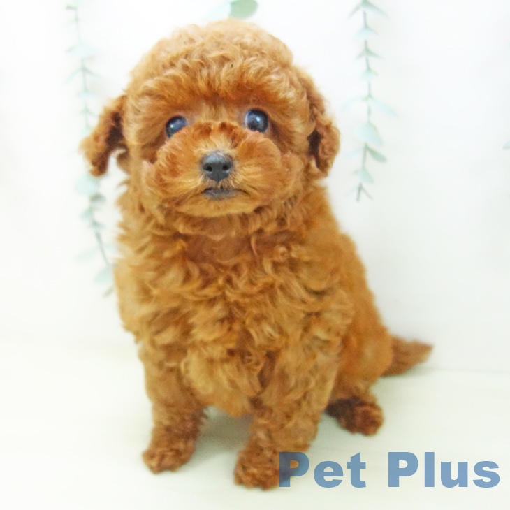 石川県のトイプードル(トイ) (ペットプラス 白山店/2025年11月12日生まれ/女の子/レッド)の子犬の2枚目の画像