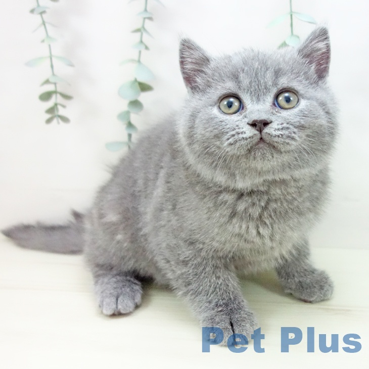愛知県のブリティッシュショートヘアー (ペットプラス ナゴヤドーム前店/2025年11月12日生まれ/男の子/ブルー)の子猫の1枚目の画像