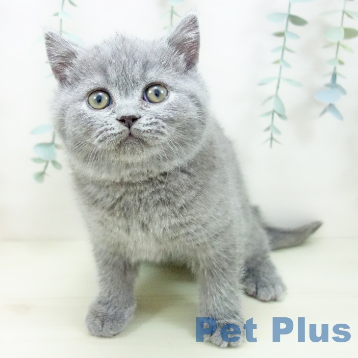 愛知県のブリティッシュショートヘアー (ペットプラス ナゴヤドーム前店/2025年11月12日生まれ/男の子/ブルー)の子猫の2枚目の画像