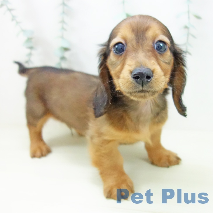 愛知県のミニチュアダックスフンド(ロング) (ペットプラス 三好店/2025年11月16日生まれ/男の子/シェーデットレッド)の子犬の1枚目の画像