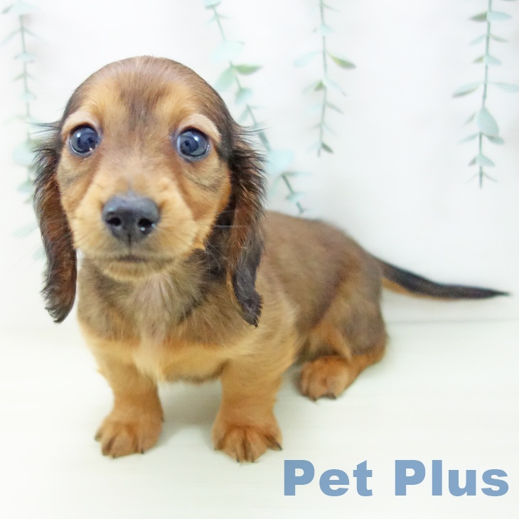 愛知県のミニチュアダックスフンド(ロング) (ペットプラス 三好店/2025年11月16日生まれ/男の子/シェーデットレッド)の子犬の2枚目の画像