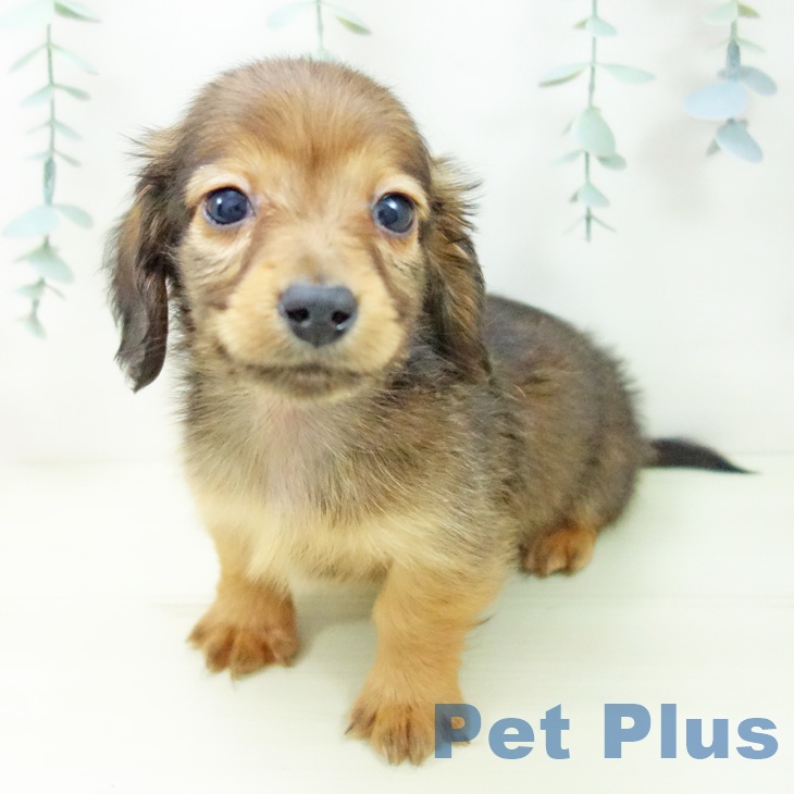 愛知県のミニチュアダックスフンド(ロング) (ペットプラス ナゴヤドーム前店/2025年11月16日生まれ/男の子/シェーデットレッド)の子犬の1枚目の画像