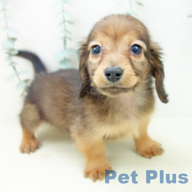 愛知県のミニチュアダックスフンド(ロング) (ペットプラス ナゴヤドーム前店/2025年11月16日生まれ/男の子/シェーデットレッド)の子犬の2枚目の画像