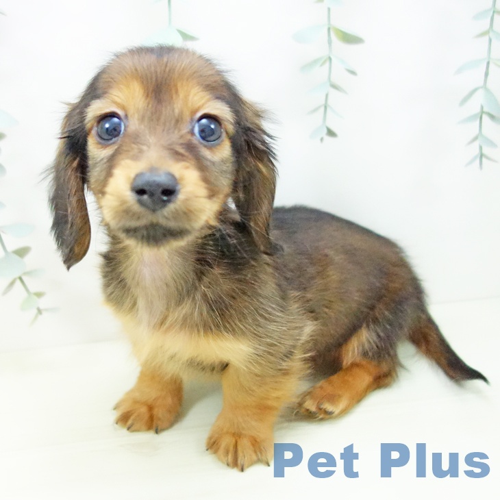 愛知県のミニチュアダックスフンド(ロング) (ペットプラス 熱田店/2025年11月16日生まれ/男の子/シェーデットレッド)の子犬の1枚目の画像