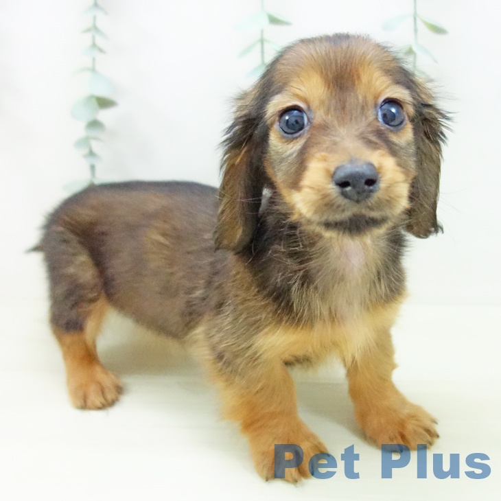 愛知県のミニチュアダックスフンド(ロング) (ペットプラス 熱田店/2025年11月16日生まれ/男の子/シェーデットレッド)の子犬の2枚目の画像