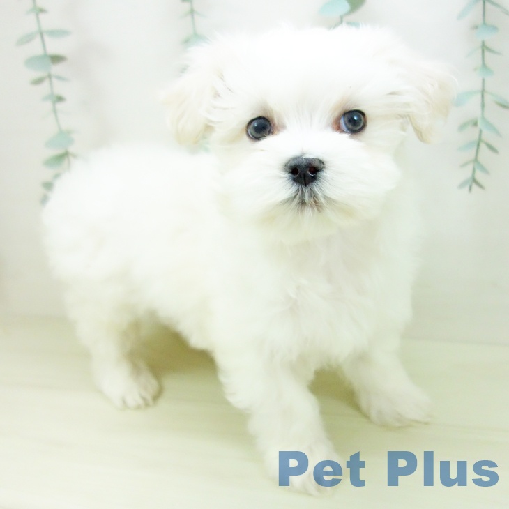 石川県のマルチーズ (ペットプラス かほく店/2025年11月16日生まれ/男の子/ホワイト)の子犬の1枚目の画像