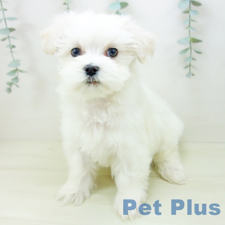 石川県のマルチーズ (ペットプラス かほく店/2025年11月16日生まれ/男の子/ホワイト)の子犬の2枚目の画像