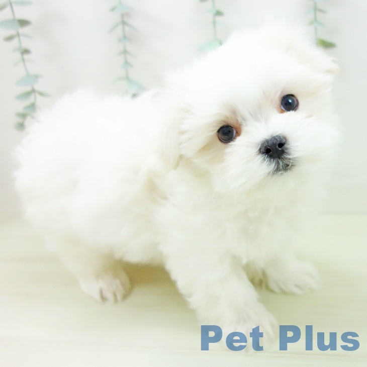 愛知県のマルチーズ (ペットプラス イオンモール豊川店/2025年11月16日生まれ/男の子/ホワイト)の子犬の1枚目の画像