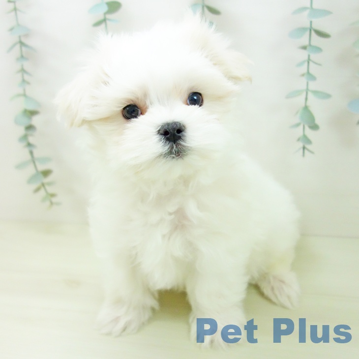 愛知県のマルチーズ (ペットプラス イオンモール豊川店/2025年11月16日生まれ/男の子/ホワイト)の子犬の2枚目の画像