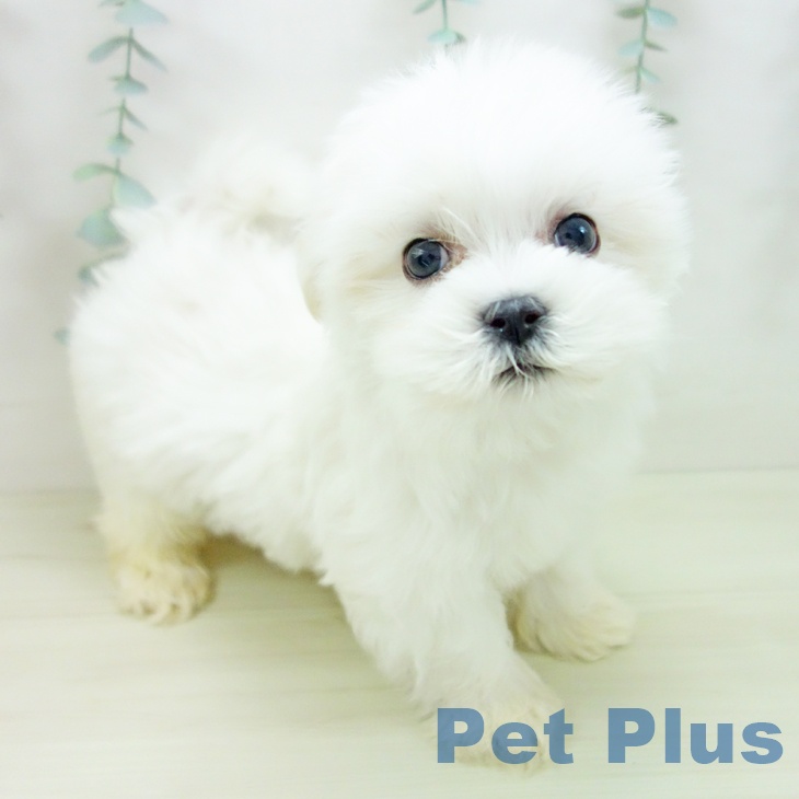 石川県のマルチーズ (ペットプラス 白山店/2025年11月16日生まれ/男の子/ホワイト)の子犬の1枚目の画像