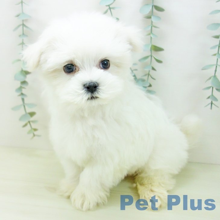 石川県のマルチーズ (ペットプラス 白山店/2025年11月16日生まれ/男の子/ホワイト)の子犬の2枚目の画像