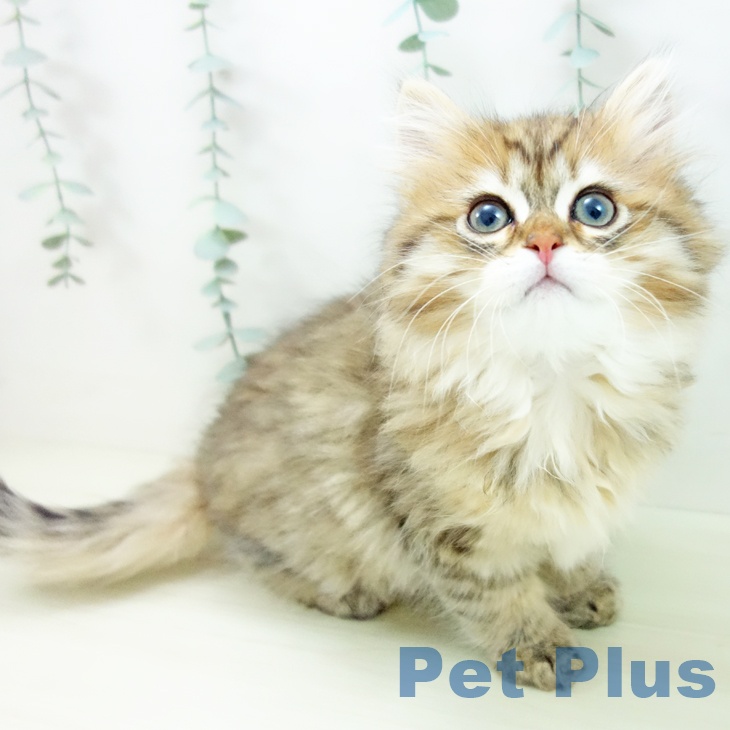 愛知県のミヌエット (ペットプラス 熱田店/2025年11月10日生まれ/男の子/ブラウンタビー)の子猫の1枚目の画像