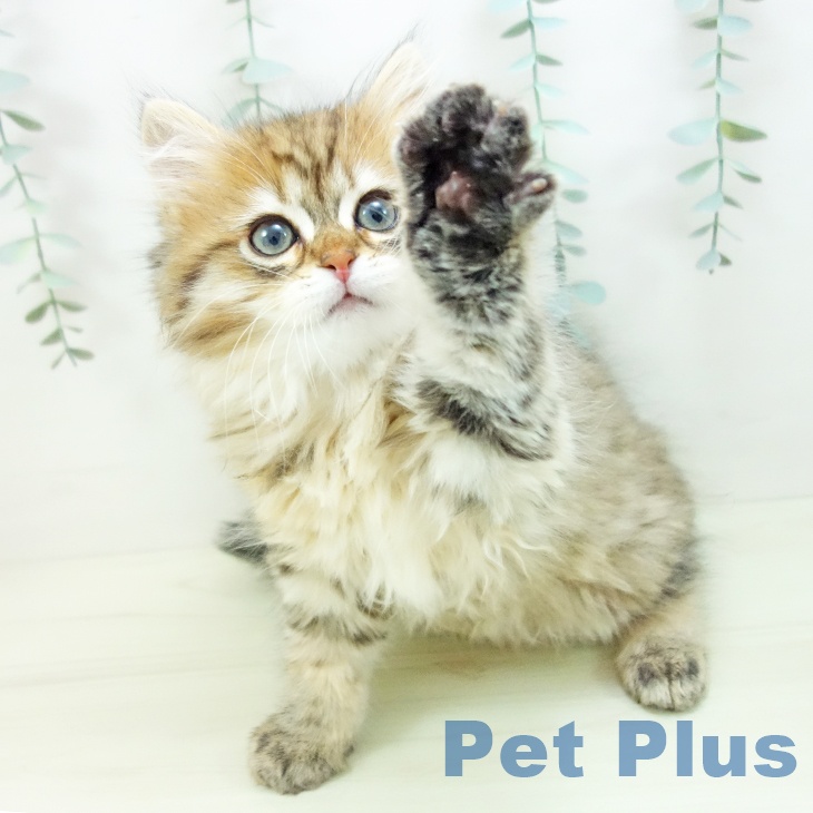 愛知県のミヌエット (ペットプラス 熱田店/2025年11月10日生まれ/男の子/ブラウンタビー)の子猫の2枚目の画像