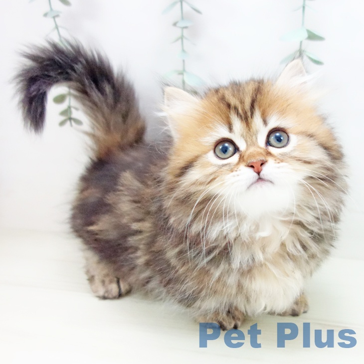 愛知県のミヌエット (ペットプラス ナゴヤドーム前店/2025年11月10日生まれ/女の子/ブラウンパッチドタビー)の子猫の1枚目の画像