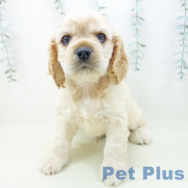 愛知県のアメリカンコッカースパニエル (ペットプラス 千音寺店/2025年11月15日生まれ/男の子/バフ)の子犬の2枚目の画像