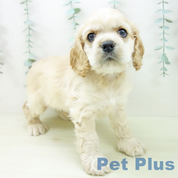 三重県のアメリカンコッカースパニエル (ペットプラス 鈴鹿店/2025年11月15日生まれ/男の子/バフ)の子犬の1枚目の画像