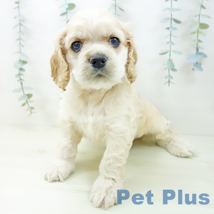 三重県のアメリカンコッカースパニエル (ペットプラス 鈴鹿店/2025年11月15日生まれ/男の子/バフ)の子犬の2枚目の画像