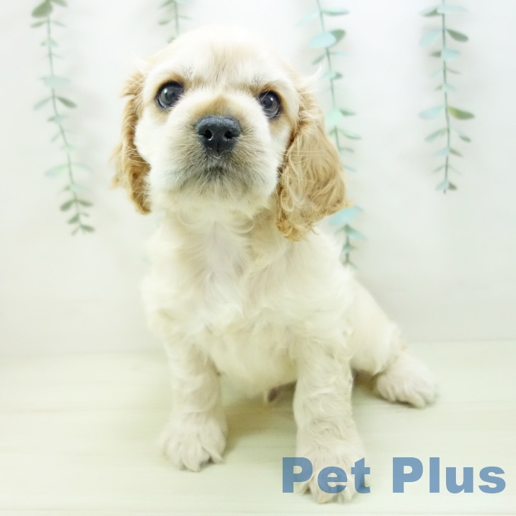 愛知県のアメリカンコッカースパニエル (ペットプラス mozoワンダーシティ店/2025年11月15日生まれ/男の子/バフ)の子犬の1枚目の画像