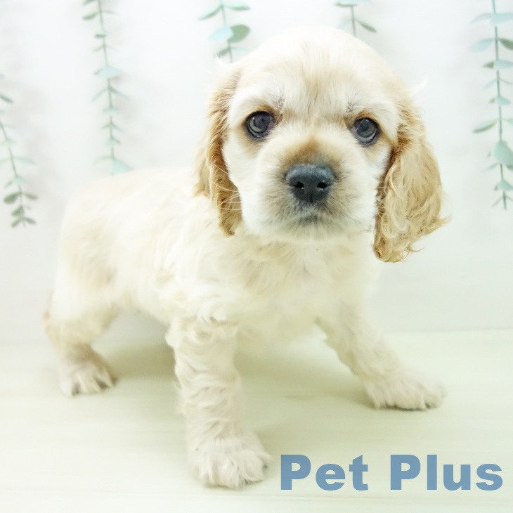 愛知県のアメリカンコッカースパニエル (ペットプラス mozoワンダーシティ店/2025年11月15日生まれ/男の子/バフ)の子犬の2枚目の画像