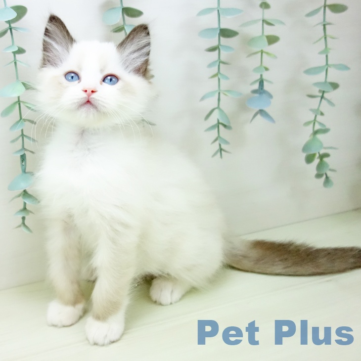 三重県のラグドール (ペットプラス 東員店/2025年11月15日生まれ/女の子/シールポイントバイカラー)の子猫の2枚目の画像