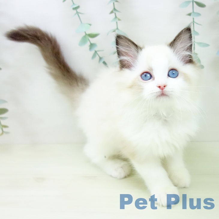 愛知県のラグドール (ペットプラス 名古屋茶屋店/2025年11月15日生まれ/女の子/シールポイントバイカラー)の子猫の1枚目の画像