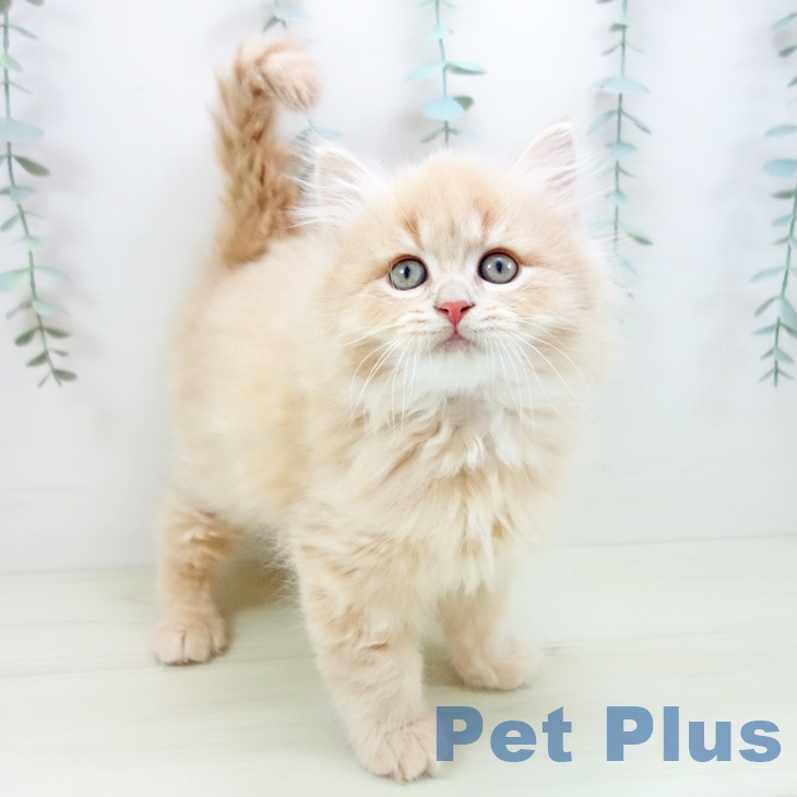 愛知県のマンチカン (ペットプラス イオンモール長久手店/2025年11月15日生まれ/男の子/クリームタビー)の子猫の1枚目の画像