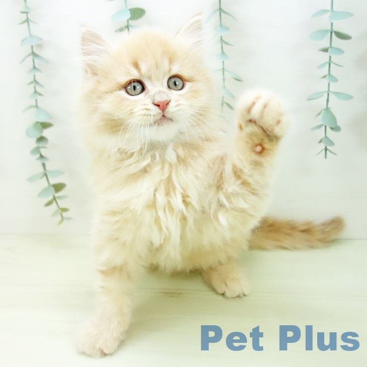 愛知県のマンチカン (ペットプラス イオンモール長久手店/2025年11月15日生まれ/男の子/クリームタビー)の子猫の2枚目の画像