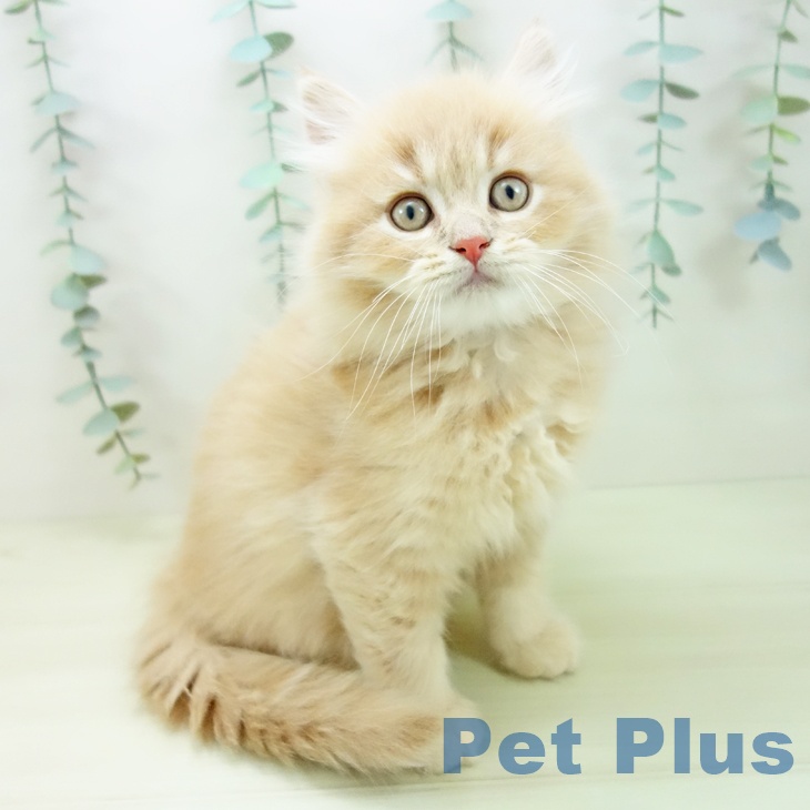 富山県のマンチカン (ペットプラス 高岡店/2025年11月15日生まれ/男の子/クリームタビー)の子猫の1枚目の画像