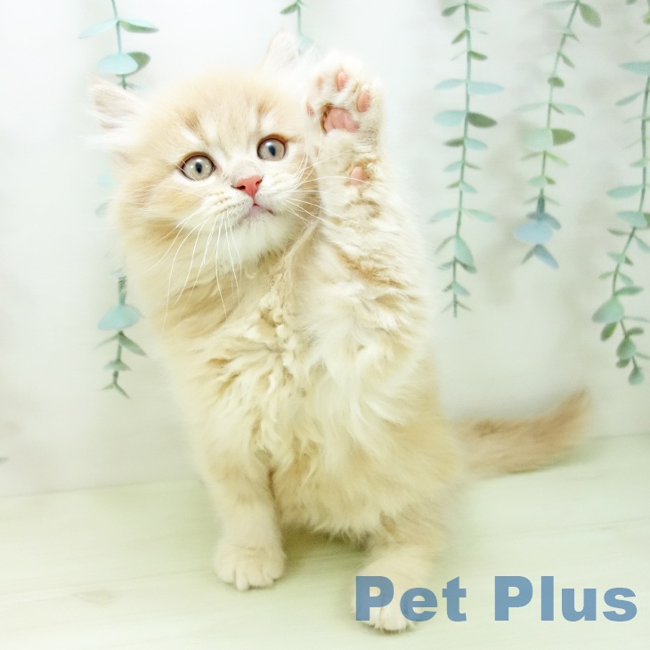 富山県のマンチカン (ペットプラス 高岡店/2025年11月15日生まれ/男の子/クリームタビー)の子猫の2枚目の画像