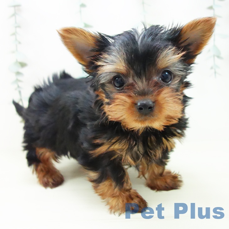 愛知県のヨークシャーテリア (ペットプラス イオンモール豊川店/2025年11月16日生まれ/男の子/スチールブルータン)の子犬の1枚目の画像