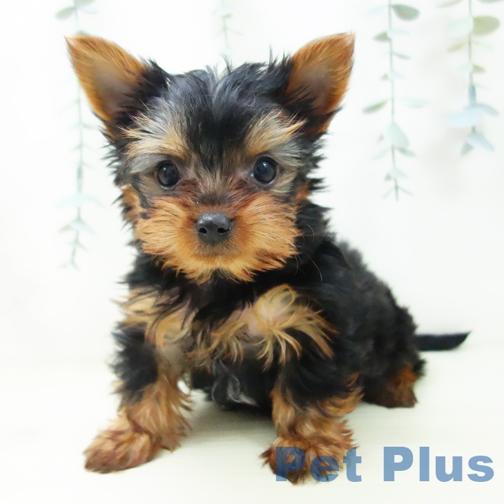 愛知県のヨークシャーテリア (ペットプラス イオンモール豊川店/2025年11月16日生まれ/男の子/スチールブルータン)の子犬の2枚目の画像