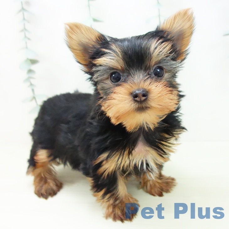愛知県のヨークシャーテリア (ペットプラス 豊田店/2025年11月16日生まれ/女の子/スチールブルータン)の子犬の1枚目の画像