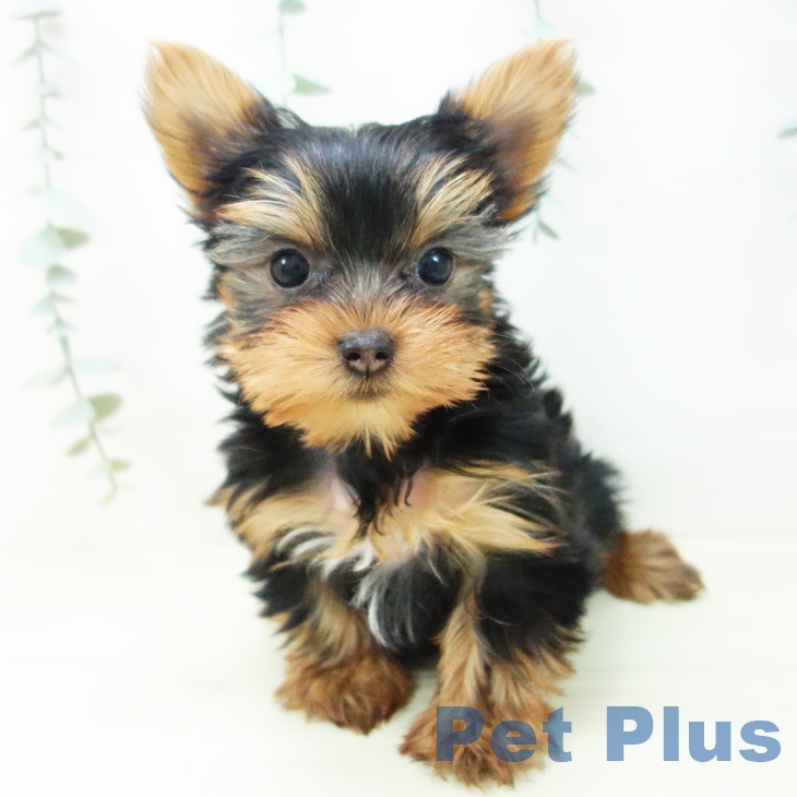 愛知県のヨークシャーテリア (ペットプラス 豊田店/2025年11月16日生まれ/女の子/スチールブルータン)の子犬の2枚目の画像