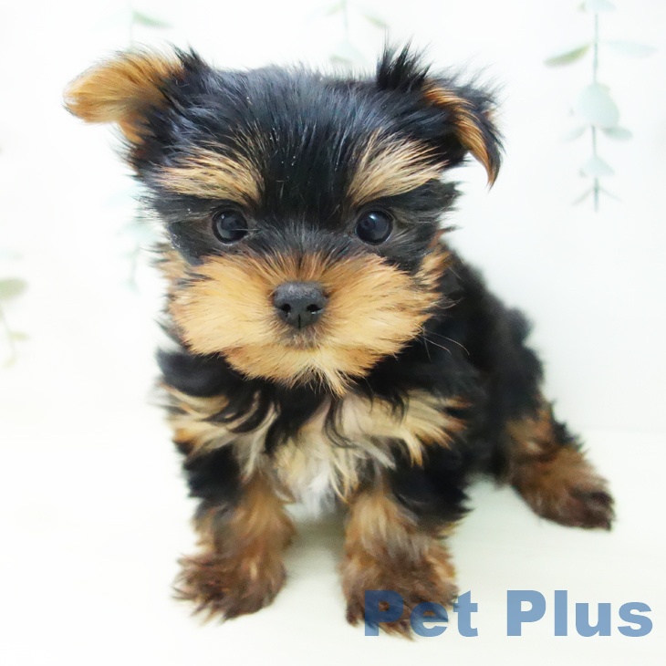 愛知県のヨークシャーテリア (ペットプラス 岡崎店/2025年11月16日生まれ/女の子/スチールブルータン)の子犬の1枚目の画像