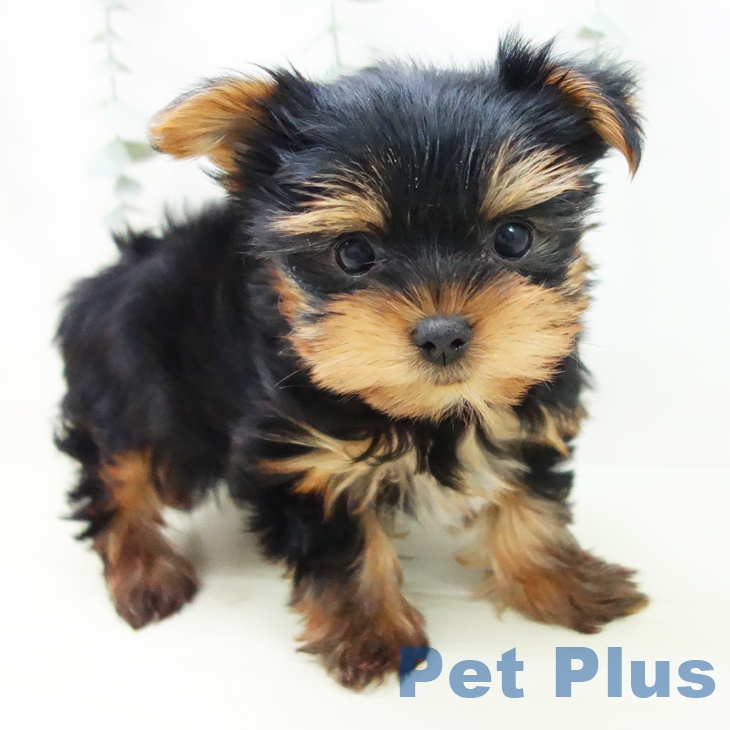 愛知県のヨークシャーテリア (ペットプラス 岡崎店/2025年11月16日生まれ/女の子/スチールブルータン)の子犬の2枚目の画像