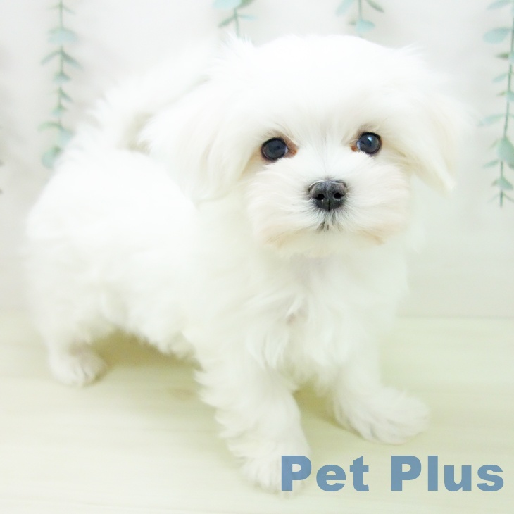 富山県のマルチーズ (ペットプラス 高岡店/2025年11月11日生まれ/男の子/ホワイト)の子犬の1枚目の画像