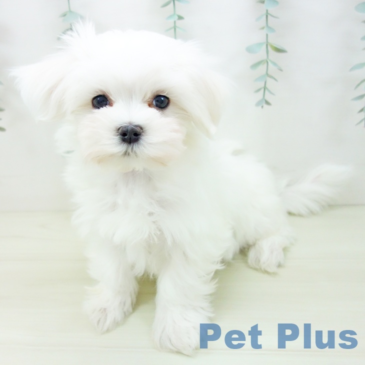 富山県のマルチーズ (ペットプラス 高岡店/2025年11月11日生まれ/男の子/ホワイト)の子犬の2枚目の画像