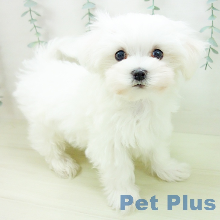 愛知県のマルチーズ (ペットプラス 則武新町店/2025年11月11日生まれ/男の子/ホワイト)の子犬の1枚目の画像