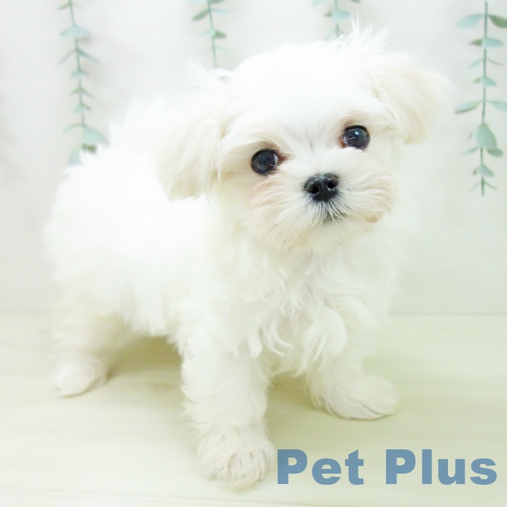 愛知県のマルチーズ (ペットプラス mozoワンダーシティ店/2025年11月11日生まれ/男の子/ホワイト)の子犬の1枚目の画像