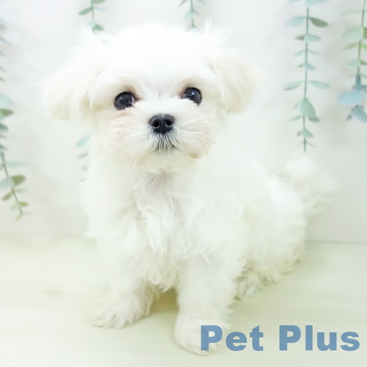 愛知県のマルチーズ (ペットプラス mozoワンダーシティ店/2025年11月11日生まれ/男の子/ホワイト)の子犬の2枚目の画像